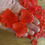 Thumbnail: Red rose petals - approx 100