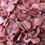 Thumbnail: Giant head vintage rose premium hydrangea 