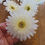 Thumbnail: Bag of 24 cream/ivory gerbera heads 