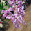 Thumbnail: Long stem premium purple/pink wisteria spray