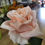 Thumbnail: Long stem single frosted soft pink Rose