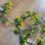 Thumbnail: Value boxwood garland  - 4 colours available 