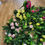 Thumbnail: Hanging 80cm bushy rose trailer - 3 colours available 
