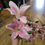 Thumbnail: Bundle of 10 Long stem pink lily sprays