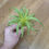 Thumbnail: Nana succulent 