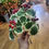 Thumbnail: Variegated Holly bunch