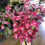 Thumbnail: Bundle of 10 hot pink Long blossom stems