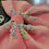 Thumbnail: 20x25cm pink velvet bow with pastel candy sprinkles 