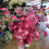 Thumbnail: Bundle of 10 hot pink Long blossom stems