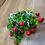 Thumbnail: Big bunch of berries/gyp - 3 styles available 