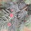 Thumbnail: Long stem bushy pine with flowering berries - 2 colours available 