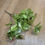 Thumbnail: Glittered metallic eucalyptus  - 4 colours available 