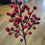 Thumbnail: Red berry branch 