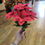 Thumbnail: Glittered centre red poinsettia bunch
