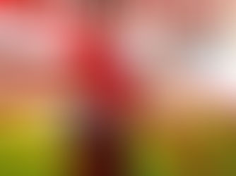 XV Trofeo Atlántico Pilar Luque de Aire Libre 2025 - Resultados