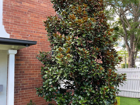 Embracing the Warm Brown Hues of the Magnolia Tree