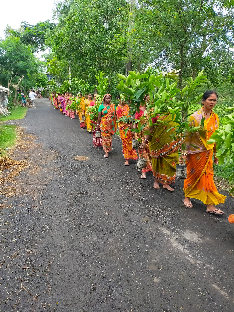Tree plantation in Sunderbans