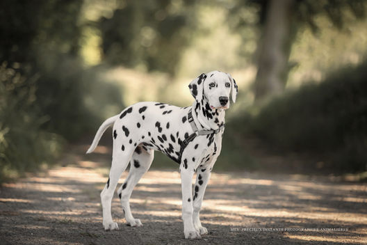 Photographe animalier dans la région de Dieppe, Rouen, Le tréport