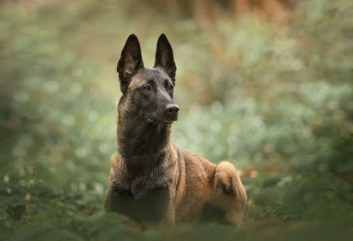 Photographe animalier dans la région de Dieppe, Rouen, Le tréport