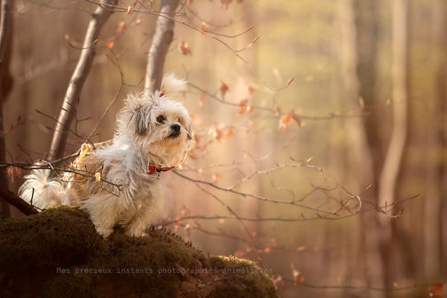 Photographe animalier dans la région de Dieppe, Rouen, Le tréport