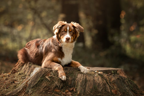 Photographe animalier dans la région de Dieppe, Rouen, Le tréport