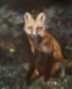 a red fox sitting in a forest clearing.