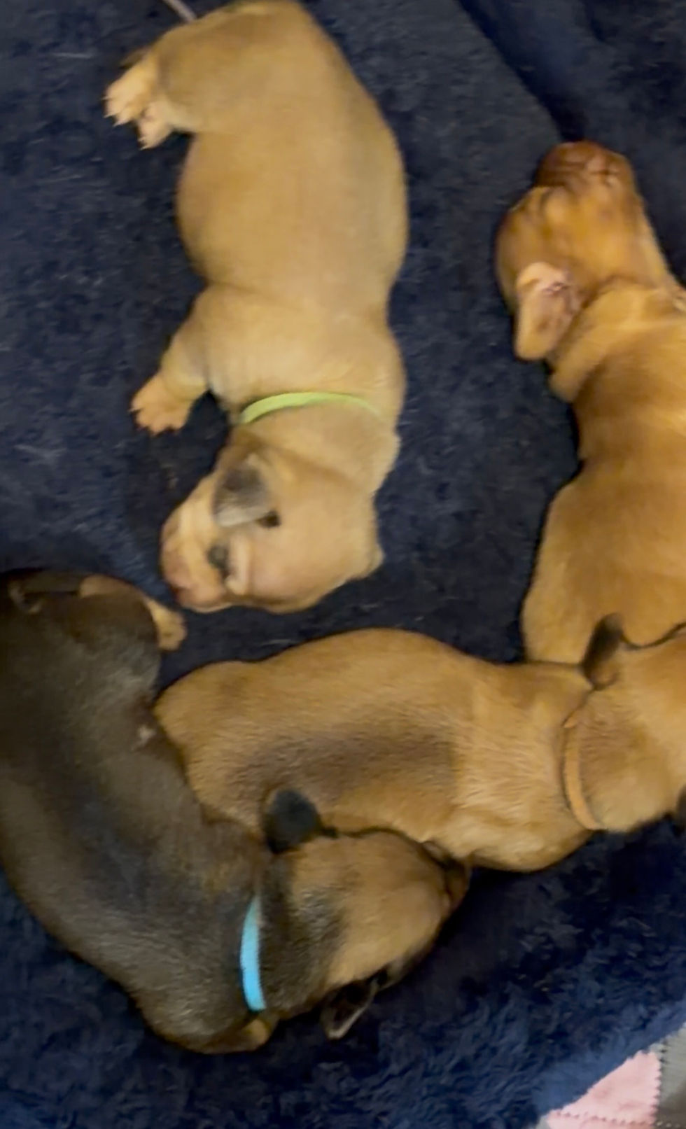 puppies laying in a pile