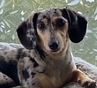 Coats for this litter will be determined at 3-4 weeks of age.