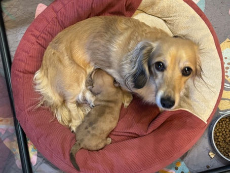 Dachshund Breeding: Best Practices, Care, and Ethical Considerations