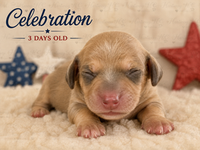 Why I Wait Before Matching Puppies with Their Families