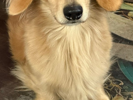a cream colored long hair dachshund