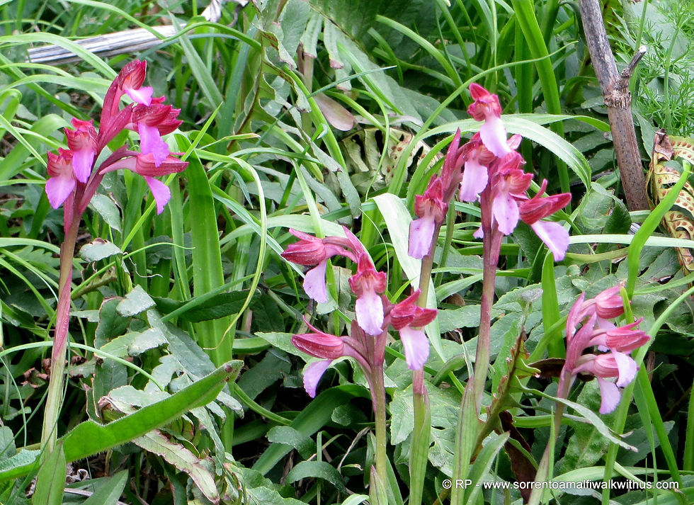 Butterfly Orchids
