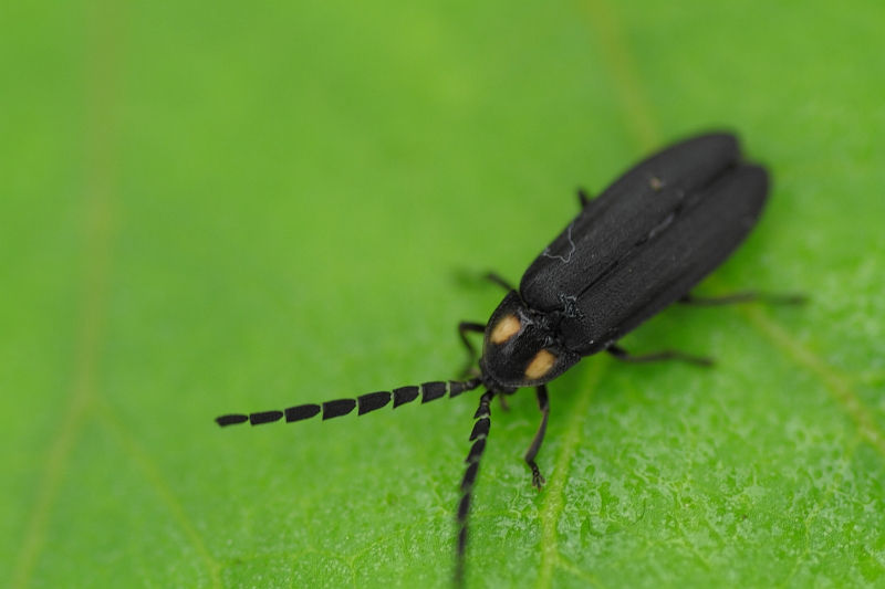 前胸部の赤斑が黄色い成虫