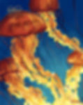 "Jellyfish" - Print