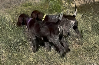 TwoPointingPuppies2026.jfif