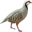 Chukar.PNG