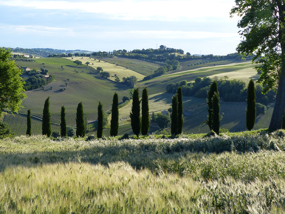Tenuta_Allee