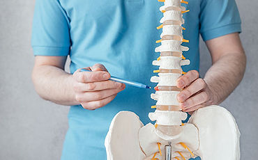 Model spine being held