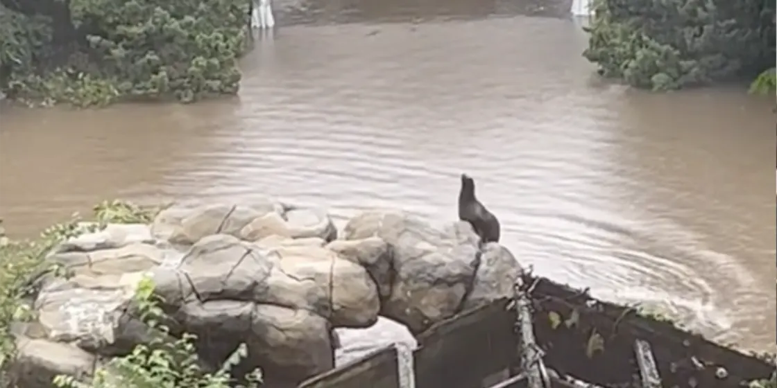 Sally the Sea Lion escapes from the Zoo
