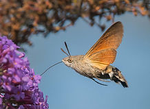 48483484371-hummingbird-hawk-moth-my-garden-nottingham-dsc7152jpg.jpg