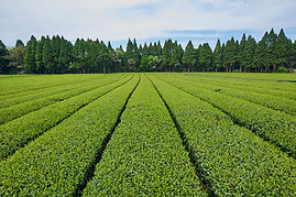 HHB_0989.jpg