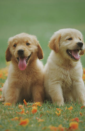 Happy puppies socializing and playing together at our training camp