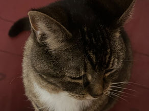 Tapas: Showing Up for Yourself on the Mat