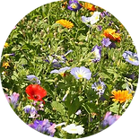 8-fleurs-annuelles-a-semer-au-printemps-modified.png