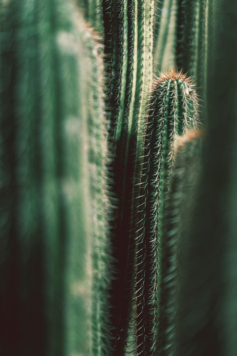 Moody Cacti