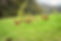 Whangaripo%20Valley%20Environment%20Frie