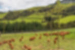 WhangaripoValley101.jpg