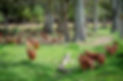 FarmImagesDec20-113_edited.jpg