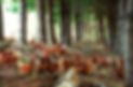WhangaripoChicken-15.jpg
