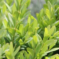 Buxus